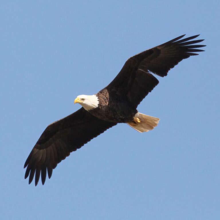 Bald Eagle