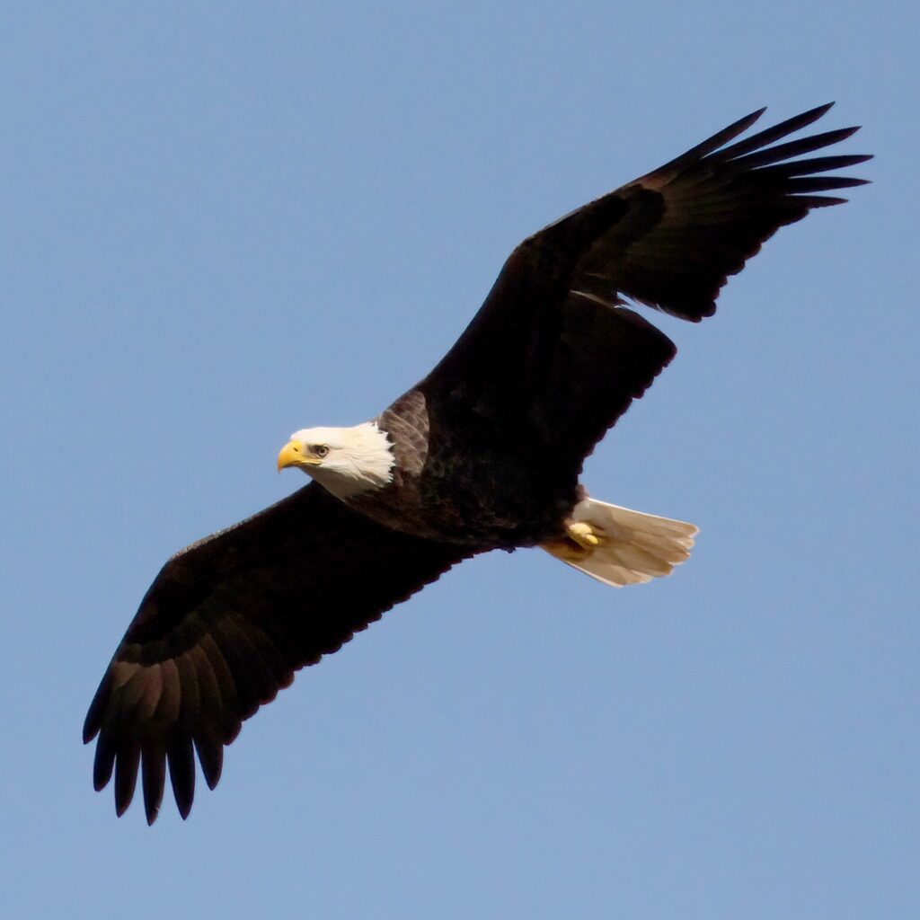 Bald Eagle