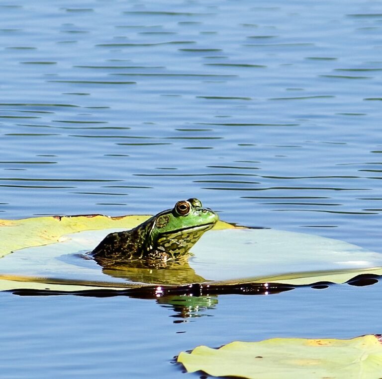 Bull Frog