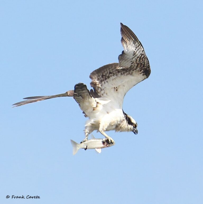 Osprey with Fish