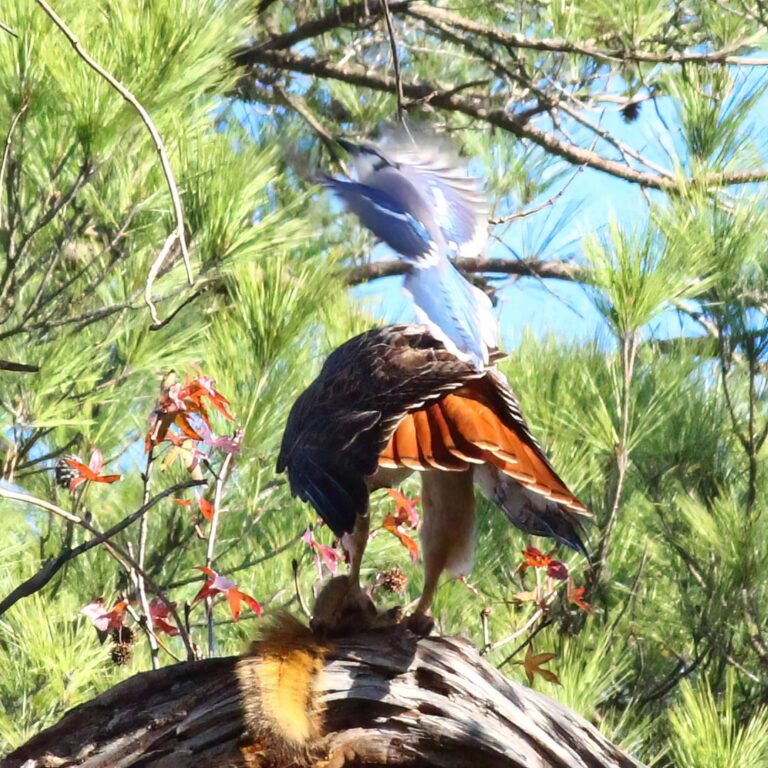 Blue Jay Buzzing Hawk