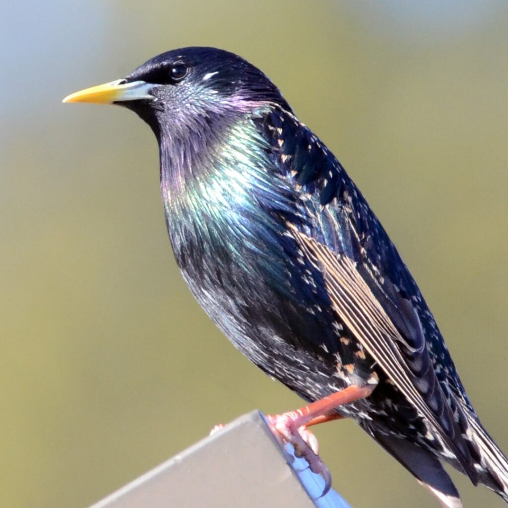 European Starling