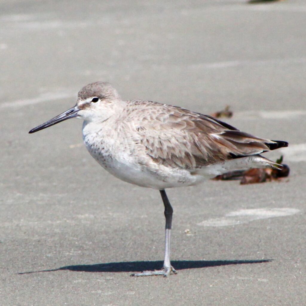 Willet